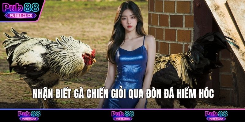 Nhận biết gà chiến giỏi qua đòn đá hiểm hóc